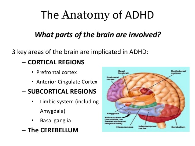 ADHD & ADD | en1neuro